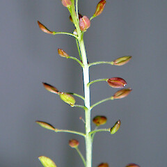 Silicles. In cultivation ex. Meurant Island, Kawhia Harbour.<br>Photographer: Peter J de Lange, Date taken: 06/11/2010, Licence: <a target='_blank' href='https://creativecommons.org/licenses/by-nc/4.0'>CC BY-NC</a>. <a class='member-message' href='/nzpcn/why-join-nzpcn/' target='_blank'>Members can view a larger version of this image.</a>