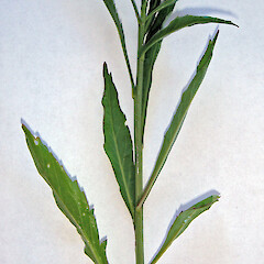 Mid and upper stem leaves. In cultivation ex. Meurant Island, Kawhia Harbour.<br>Photographer: Peter J de Lange, Date taken: 06/11/2010, Licence: <a target='_blank' href='https://creativecommons.org/licenses/by-nc/4.0'>CC BY-NC</a>. <a class='member-message' href='/nzpcn/why-join-nzpcn/' target='_blank'>Members can view a larger version of this image.</a>