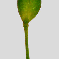 Silicle. In cultivation ex. Meurant Island, Kawhia Harbour.<br>Photographer: Peter J de Lange, Date taken: 06/11/2010, Licence: <a target='_blank' href='https://creativecommons.org/licenses/by-nc/4.0'>CC BY-NC</a>. <a class='member-message' href='/nzpcn/why-join-nzpcn/' target='_blank'>Members can view a larger version of this image.</a>