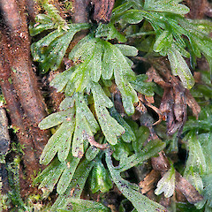 Kerikeri Falls.<br>Photographer: Jeremy R. Rolfe, Date taken: 14/11/2010, Licence: <a target='_blank' href='https://creativecommons.org/licenses/by/4.0'>CC BY</a>.