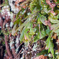 Kerikeri Falls.<br>Photographer: Jeremy R. Rolfe, Date taken: 14/11/2010, Licence: <a target='_blank' href='https://creativecommons.org/licenses/by/4.0'>CC BY</a>.