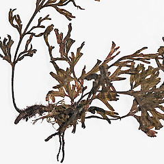 Rhizome and frond bases. Raoul Island, from a specimen collected by Peter de Lange.<br>Photographer: Jeremy R. Rolfe, Date taken: 29/11/2011, Licence: <a target='_blank' href='https://creativecommons.org/licenses/by/4.0'>CC BY</a>.