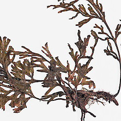 Rhizome and frond bases. Raoul Island, from a specimen collected by Peter de Lange.<br>Photographer: Jeremy R. Rolfe, Date taken: 29/11/2011, Licence: <a target='_blank' href='https://creativecommons.org/licenses/by/4.0'>CC BY</a>.