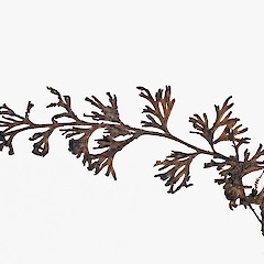 Raoul Island, from a specimen collected by Peter de Lange.<br>Photographer: Jeremy R. Rolfe, Date taken: 29/11/2011, Licence: <a target='_blank' href='https://creativecommons.org/licenses/by/4.0'>CC BY</a>.