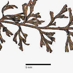 Raoul Island, from a specimen collected by Peter de Lange.<br>Photographer: Jeremy R. Rolfe, Date taken: 29/11/2011, Licence: <a target='_blank' href='https://creativecommons.org/licenses/by/4.0'>CC BY</a>.