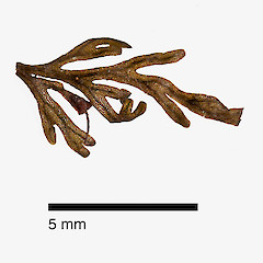 Segment of frond with sorus. Raoul Island, from a specimen collected by Peter de Lange.<br>Photographer: Jeremy R. Rolfe, Date taken: 29/11/2011, Licence: <a target='_blank' href='https://creativecommons.org/licenses/by/4.0'>CC BY</a>.