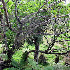 Pitt Island. Feb 2010.<br>Photographer: Amanda Baird, Licence: <a target='_blank' href='https://creativecommons.org/licenses/by-nc/4.0'>CC BY-NC</a>. <a class='member-message' href='/nzpcn/why-join-nzpcn/' target='_blank'>Members can view a larger version of this image.</a>