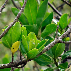 Foliage. Pitt Island. Feb 2010.<br>Photographer: Naomi Goomes, Licence: All rights reserved. <a class='member-message' href='/nzpcn/why-join-nzpcn/' target='_blank'>Members can view a larger version of this image.</a>