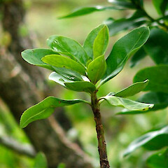 Foliage. Pitt Island. Feb 2010.<br>Photographer: Naomi Goomes, Licence: All rights reserved. <a class='member-message' href='/nzpcn/why-join-nzpcn/' target='_blank'>Members can view a larger version of this image.</a>