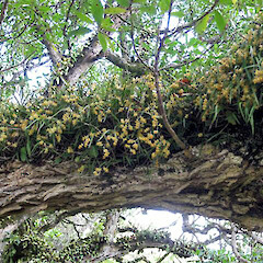 Branch covered with Earina aestivalis. Pitt Island. Feb 2010.<br>Photographer: Amanda Baird, Licence: <a target='_blank' href='https://creativecommons.org/licenses/by-nc/4.0'>CC BY-NC</a>. <a class='member-message' href='/nzpcn/why-join-nzpcn/' target='_blank'>Members can view a larger version of this image.</a>