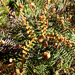 Unfurling young frond; Whakapapa, Tongariro NP.<br>Photographer: Colin C. Ogle, Date taken: 20/12/2016, Licence: <a target='_blank' href='https://creativecommons.org/licenses/by-nc/4.0'>CC BY-NC</a>.