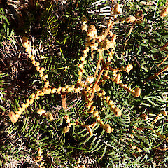 Unfurling young frond; Whakapapa, Tongariro NP.<br>Photographer: Colin C. Ogle, Date taken: 20/12/2016, Licence: <a target='_blank' href='https://creativecommons.org/licenses/by-nc/4.0'>CC BY-NC</a>.