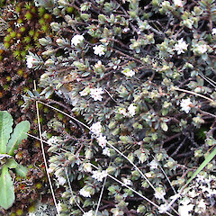 Pimelea oreophila subsp. lepta