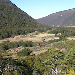 Habitat for species in Kahurangi National Park.<br>Photographer: Simon Walls, Licence: <a target='_blank' href='https://creativecommons.org/licenses/by-nc/4.0'>CC BY-NC</a>. <a class='member-message' href='/nzpcn/why-join-nzpcn/' target='_blank'>Members can view a larger version of this image.</a>