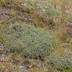 Cobb Valley.<br>Photographer: Mike Thorsen, Date taken: 02/01/2014, Licence: All rights reserved. <a class='member-message' href='/nzpcn/why-join-nzpcn/' target='_blank'>Members can view a larger version of this image.</a>