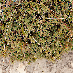 Pimelea declivis.<br>Photographer: Mike Thorsen, Licence: All rights reserved. <a class='member-message' href='/nzpcn/why-join-nzpcn/' target='_blank'>Members can view a larger version of this image.</a>