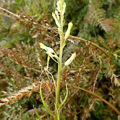 Arthur St, Hawera; planted; flowers and unripe fruits.<br>Photographer: Colin C. Ogle, Date taken: 19/05/2016, Licence: <a target='_blank' href='https://creativecommons.org/licenses/by-nc/4.0'>CC BY-NC</a>.