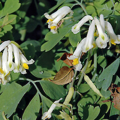Hawera. Jun 2011.<br>Photographer: Colin C. Ogle, Licence: <a target='_blank' href='https://creativecommons.org/licenses/by-nc/4.0'>CC BY-NC</a>. <a class='member-message' href='/nzpcn/why-join-nzpcn/' target='_blank'>Members can view a larger version of this image.</a>