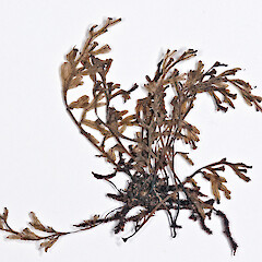 Raoul Island, from a specimen collected May 2011 by Peter de Lange.<br>Photographer: Jeremy R. Rolfe, Date taken: 29/11/2011, Licence: <a target='_blank' href='https://creativecommons.org/licenses/by/4.0'>CC BY</a>. <a class='member-message' href='/nzpcn/why-join-nzpcn/' target='_blank'>Members can view a larger version of this image.</a>
