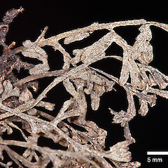 Raoul Island, from a specimen collected May 2011 by Peter de Lange.<br>Photographer: Jeremy R. Rolfe, Date taken: 29/11/2011, Licence: <a target='_blank' href='https://creativecommons.org/licenses/by/4.0'>CC BY</a>. <a class='member-message' href='/nzpcn/why-join-nzpcn/' target='_blank'>Members can view a larger version of this image.</a>