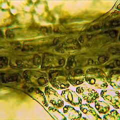 Notoscyphus lutescens