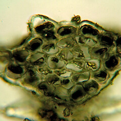 Transverse section of stem. Raoul Island. Jun 2011, from a specimen collected by Peter de Lange.<br>Photographer: John E. Braggins, Licence: All rights reserved. <a class='member-message' href='/nzpcn/why-join-nzpcn/' target='_blank'>Members can view a larger version of this image.</a>