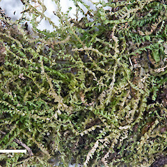 Raoul Island (Nov 2011) from a specimen collected by Peter de Lange (May 2011).<br>Photographer: Jeremy R. Rolfe, Licence: <a target='_blank' href='https://creativecommons.org/licenses/by/4.0'>CC BY</a>. <a class='member-message' href='/nzpcn/why-join-nzpcn/' target='_blank'>Members can view a larger version of this image.</a>
