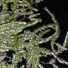 Raoul Island (Nov 2011) from a specimen collected by Peter de Lange (May 2011).<br>Photographer: Jeremy R. Rolfe, Licence: <a target='_blank' href='https://creativecommons.org/licenses/by/4.0'>CC BY</a>. <a class='member-message' href='/nzpcn/why-join-nzpcn/' target='_blank'>Members can view a larger version of this image.</a>