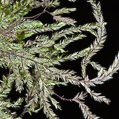 Raoul Island. Underside of leaves (Nov 2011) from a specimen collected by Peter de Lange (May 2011).<br>Photographer: Jeremy R. Rolfe, Licence: <a target='_blank' href='https://creativecommons.org/licenses/by/4.0'>CC BY</a>. <a class='member-message' href='/nzpcn/why-join-nzpcn/' target='_blank'>Members can view a larger version of this image.</a>