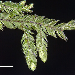 Cryptogonium phyllogonioides