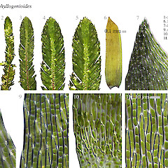 Leaf details.<br>Photographer: Bill Malcolm, Licence: All rights reserved. <a class='member-message' href='/nzpcn/why-join-nzpcn/' target='_blank'>Members can view a larger version of this image.</a>