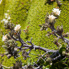 Pimelea sericeovillosa subsp. alta