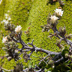 Pimelea sericeovillosa subsp. alta