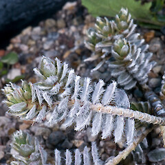 In cultivation ex Maungaharuru.<br>Photographer: Jeremy R. Rolfe, Date taken: 08/09/2009, Licence: <a target='_blank' href='https://creativecommons.org/licenses/by/4.0'>CC BY</a>. <a class='member-message' href='/nzpcn/why-join-nzpcn/' target='_blank'>Members can view a larger version of this image.</a>