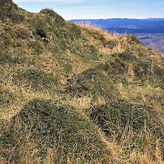 Habitat of P. barbata subsp. barbata, Maungaharuru Range.<br>Photographer: Colin C. Ogle, Licence: <a target='_blank' href='https://creativecommons.org/licenses/by-nc/4.0'>CC BY-NC</a>. <a class='member-message' href='/nzpcn/why-join-nzpcn/' target='_blank'>Members can view a larger version of this image.</a>