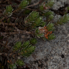 Pimelea barbata subsp. barbata.<br>Photographer: Mike Thorsen, Licence: All rights reserved. <a class='member-message' href='/nzpcn/why-join-nzpcn/' target='_blank'>Members can view a larger version of this image.</a>