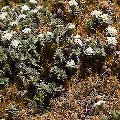 Pimelea barbata subsp. barbata.<br>Photographer: Mike Thorsen, Licence: All rights reserved. <a class='member-message' href='/nzpcn/why-join-nzpcn/' target='_blank'>Members can view a larger version of this image.</a>