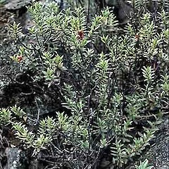 Pimelea barbata subsp. omoia