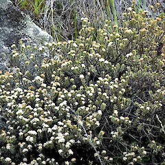 Moawhango River. Nov 2011.<br>Photographer: Colin C. Ogle, Licence: <a target='_blank' href='https://creativecommons.org/licenses/by-nc/4.0'>CC BY-NC</a>. <a class='member-message' href='/nzpcn/why-join-nzpcn/' target='_blank'>Members can view a larger version of this image.</a>