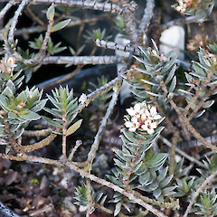 In cultivation ex Te Mata Peak.<br>Photographer: Jeremy R. Rolfe, Date taken: 08/09/2009, Licence: <a target='_blank' href='https://creativecommons.org/licenses/by/4.0'>CC BY</a>.
