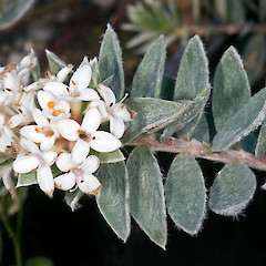 In cultivation ex Te Mata Peak.<br>Photographer: Jeremy R. Rolfe, Date taken: 08/09/2009, Licence: <a target='_blank' href='https://creativecommons.org/licenses/by/4.0'>CC BY</a>.
