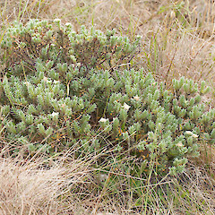 Pimelea mimosa.<br>Photographer: Mike Thorsen, Licence: All rights reserved.