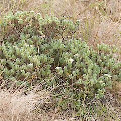 Pimelea mimosa.<br>Photographer: Mike Thorsen, Licence: All rights reserved. <a class='member-message' href='/nzpcn/why-join-nzpcn/' target='_blank'>Members can view a larger version of this image.</a>