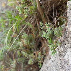 Pimelea mimosa.<br>Photographer: Mike Thorsen, Licence: All rights reserved.