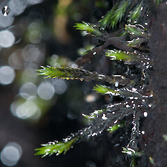 Te Paki. Sep 2011.<br>Photographer: Jeremy R. Rolfe, Licence: <a target='_blank' href='https://creativecommons.org/licenses/by/4.0'>CC BY</a>. <a class='member-message' href='/nzpcn/why-join-nzpcn/' target='_blank'>Members can view a larger version of this image.</a>