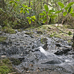 Habitat - areas of fast flowing water on basalt bed rock in stream bed. Te Paki. Sep 2011.<br>Photographer: Jeremy R. Rolfe, Licence: <a target='_blank' href='https://creativecommons.org/licenses/by/4.0'>CC BY</a>. <a class='member-message' href='/nzpcn/why-join-nzpcn/' target='_blank'>Members can view a larger version of this image.</a>