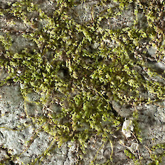 Drepanolejeunea ternatensis
