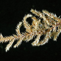Raoul Island. Photographed dry. Oct 2011 (specimen collected by Peter de Lange)).<br>Photographer: Allan Fife, Licence: All rights reserved.