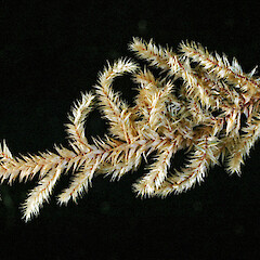 Raoul Island. Photographed dry. Oct 2011 (specimen collected by Peter de Lange).<br>Photographer: Allan Fife, Licence: All rights reserved. <a class='member-message' href='/nzpcn/why-join-nzpcn/' target='_blank'>Members can view a larger version of this image.</a>