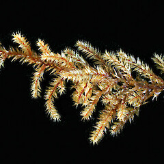 Raoul Island. Photographed moist. Oct 2011 ((specimen collected by Peter de Lange).<br>Photographer: Allan Fife, Licence: All rights reserved. <a class='member-message' href='/nzpcn/why-join-nzpcn/' target='_blank'>Members can view a larger version of this image.</a>